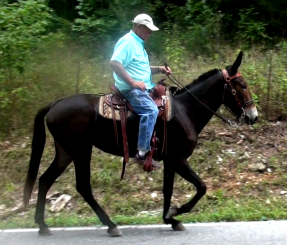 gaited mule